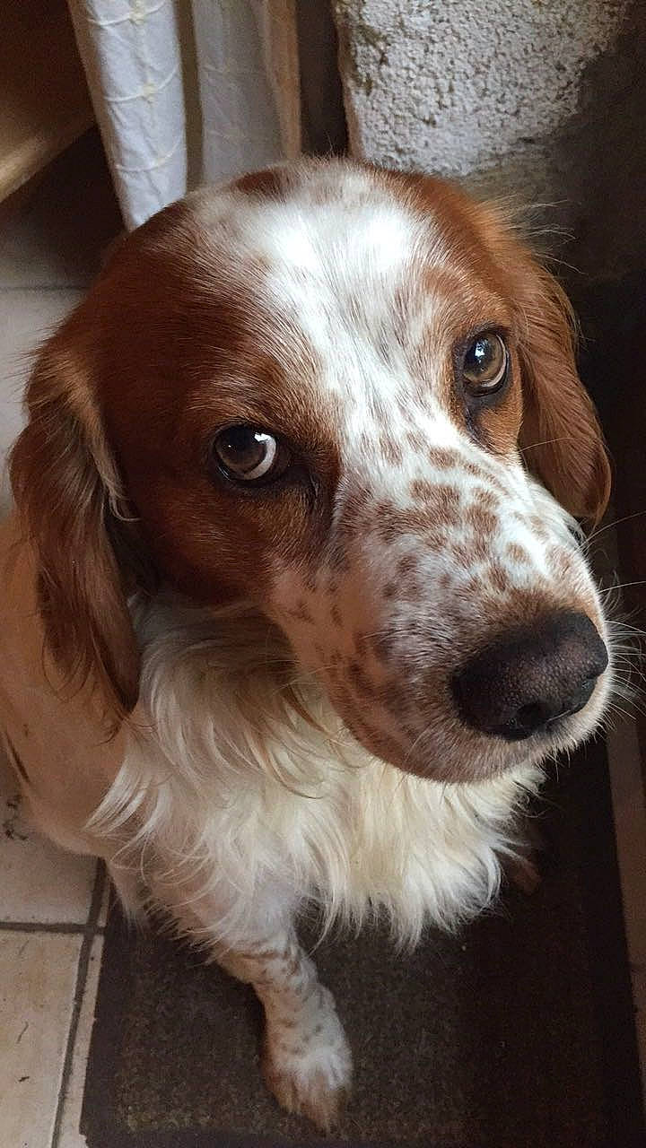 Lascar participe au concours pour gagner de l'argent avec cette photo : brittany, canidae, carnivore, companion_dog, dog, dog_breed, english_setter, french_spaniel, german_longhaired_pointer, irish_red_and_white_setter, irish_setter, mammal, russian_spaniel, setter, small_munsterlander, snout, spaniel, sporting_group, vertebrate, welsh_springer_spaniel