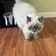Onna is registered to the contest to win money with this photo: kitten, cat, blue_eyes, fluffy, indoor, wooden_floor, walking, curious, pet, mammal, young, domestic_animal, white_fur, gray_fur, flooring, shoes, wall, household, cute, animal