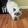 kitten, cat, blue_eyes, fluffy, indoor, wooden_floor, walking, curious, pet, mammal, young, domestic_animal, white_fur, gray_fur, flooring, shoes, wall, household, cute, animal