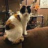 artwork, black, books, brown, calico, cat, couch, cozy, decor, feline, furniture, home, indoor, orange, pet, plant, relaxed, shelf, sitting, white