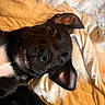 animal, bed, black_dog, blanket, canine, close_up, cozy, cute, dog, ears_up, expression, fur, indoors, looking_at_camera, lying_down, pet, playful, resting, smiling, whiskers