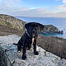 Lua participe au concours pour gagner de l'argent avec cette photo : puppy, dog, black_dog, stone_wall, coast, cliff, ocean, sky, outdoor, nature, landscape, young_dog, animal, pet, collar, rock, scenic, daylight, cute, sitting
