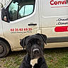 Lua participe au concours pour gagner de l'argent avec cette photo : dog, black_dog, pet, animal, canine, van, vehicle, outdoor, grass, gravel, wooden_surface, curious, looking_at_camera, parked_vehicle, daytime, overcast, close_up, front_view, black_fur, white_patch