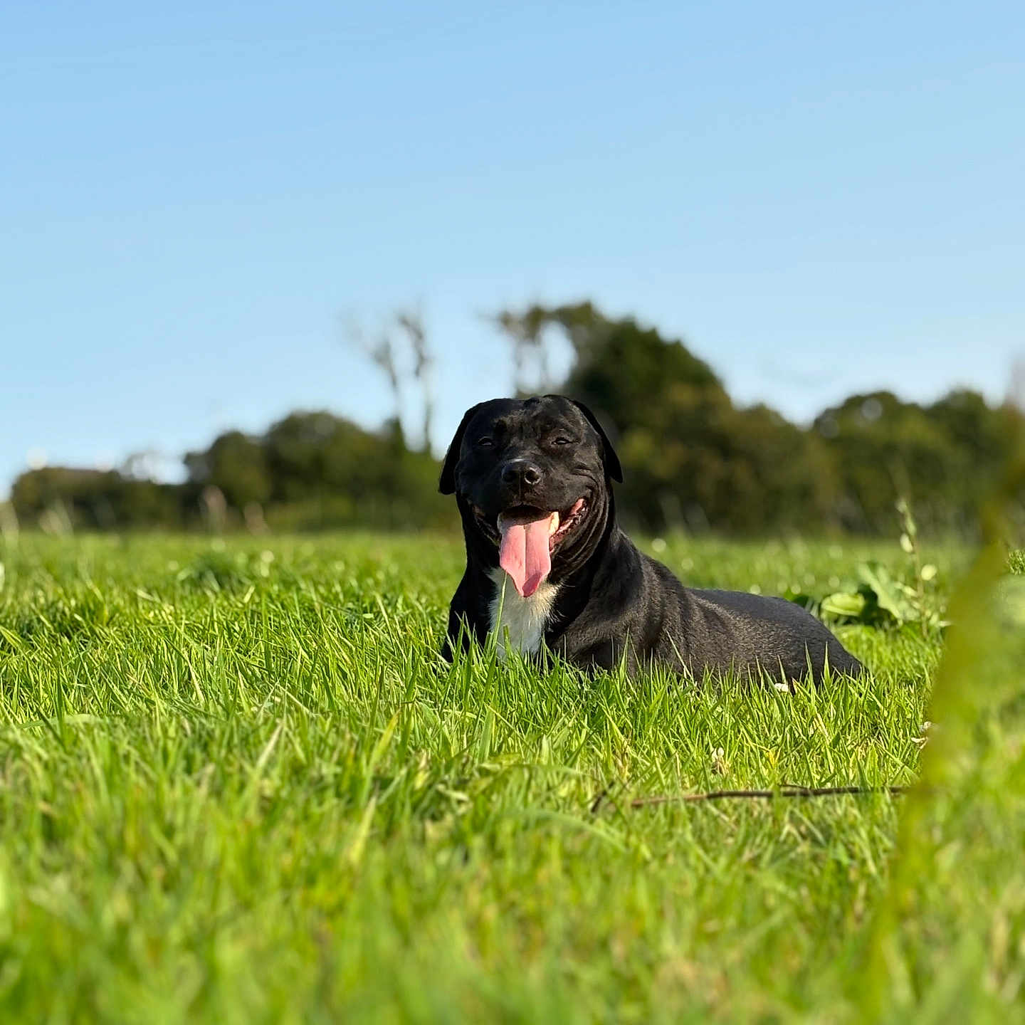Lua a rejoint le concours — aidez-le/la à gagner de superbes lots ! dog, black_dog, grass, field, outdoor, nature, happy, tongue_out, sunny, sky, green, animal, pet, canine, mammal, daytime, smiling, lying_down, landscape, summer