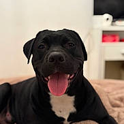 Lua participe au concours pour gagner de l'argent avec cette photo : dog, black_dog, pet, tongue_out, smiling, indoor, blanket, bed, happy, canine, mammal, animal, fur, domestic_animal, relaxed, lying_down, close_up, portrait, white_patch, ears