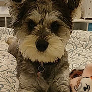 Zoey joined the competition — help win amazing prizes! animal, bed, blanket, canine, collar, companion, cozy, cute, dog, ears, face, fur, home, indoor, looking, muzzle, paws, pet, resting, schnauzer