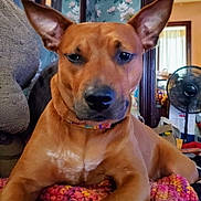 Reese is registered to the contest to win money with this photo: blanket, brown_dog, canine, closeup, collar, dog, domestic_animal, ear_up, fan, floral_wallpaper, furniture, household_items, indoor, knitted_blanket, looking_at_camera, pet, portrait, relaxed, resting, room