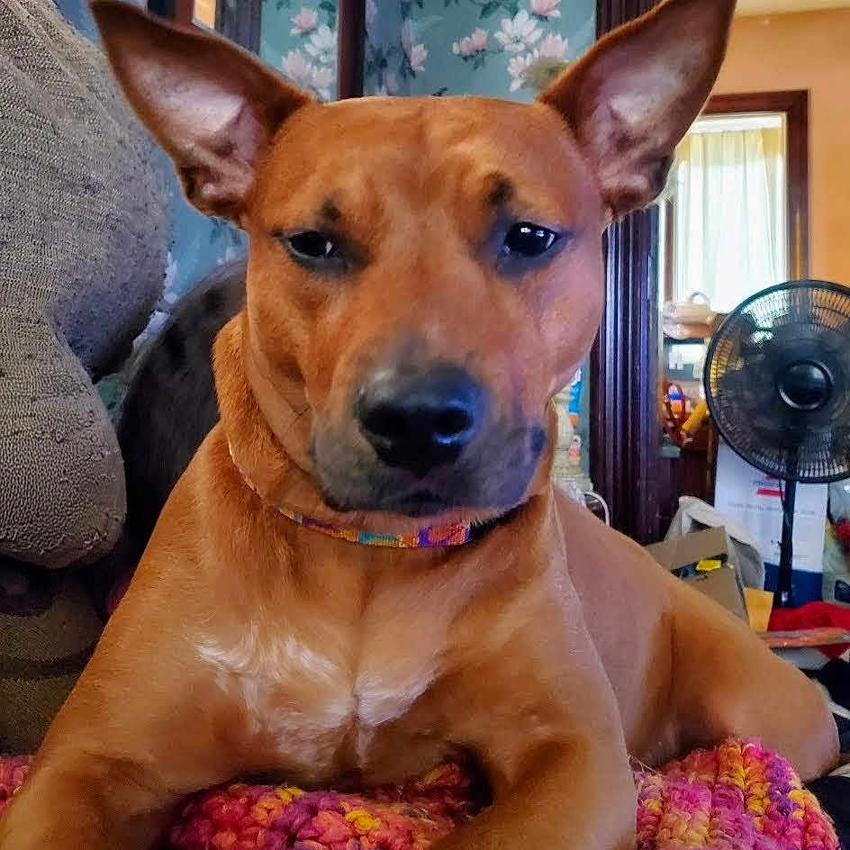 Reese