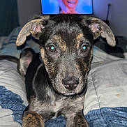Bennett joined the competition — help win amazing prizes! animal, background, bed, blue, canine, close_up, cute, dog, ears, face, fur, indoor, lying_down, pet, puppy, quilt, smiling, television, white, young