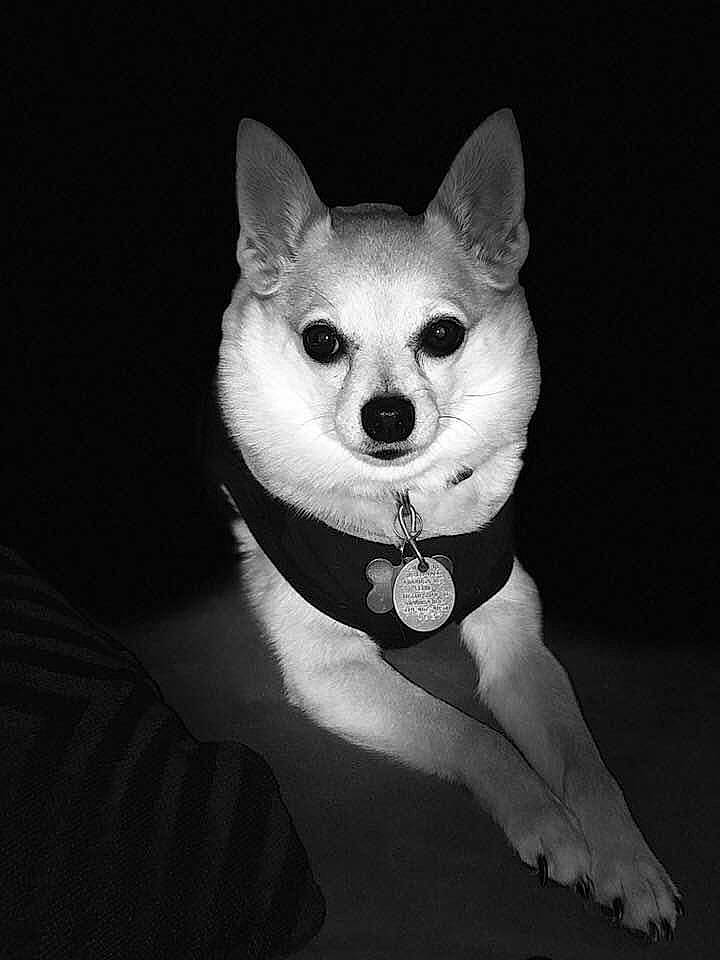 Jasper is registered to the contest to win money with this photo: black_and_white, canidae, carnivore, chihuahua, companion_dog, dog, dog_breed, ear, mammal, monochrome, non_sporting_group, photography, rare_breed_dog, snout, toy_dog, whiskers