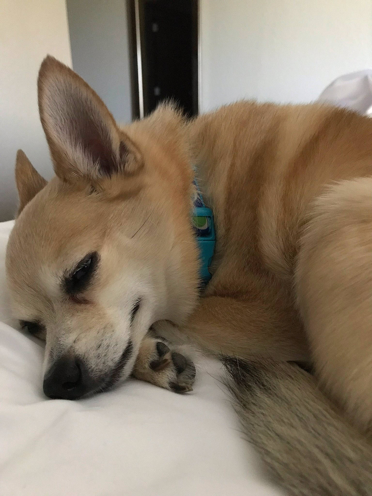 Jasper joined the competition — help win amazing prizes! canaan_dog, canidae, carnivore, dog, dog_breed, ear, fawn, korean_jindo_dog, mammal, nap, non_sporting_group, norwegian_buhund, nose, pembroke_welsh_corgi, puppy, snout, vertebrate