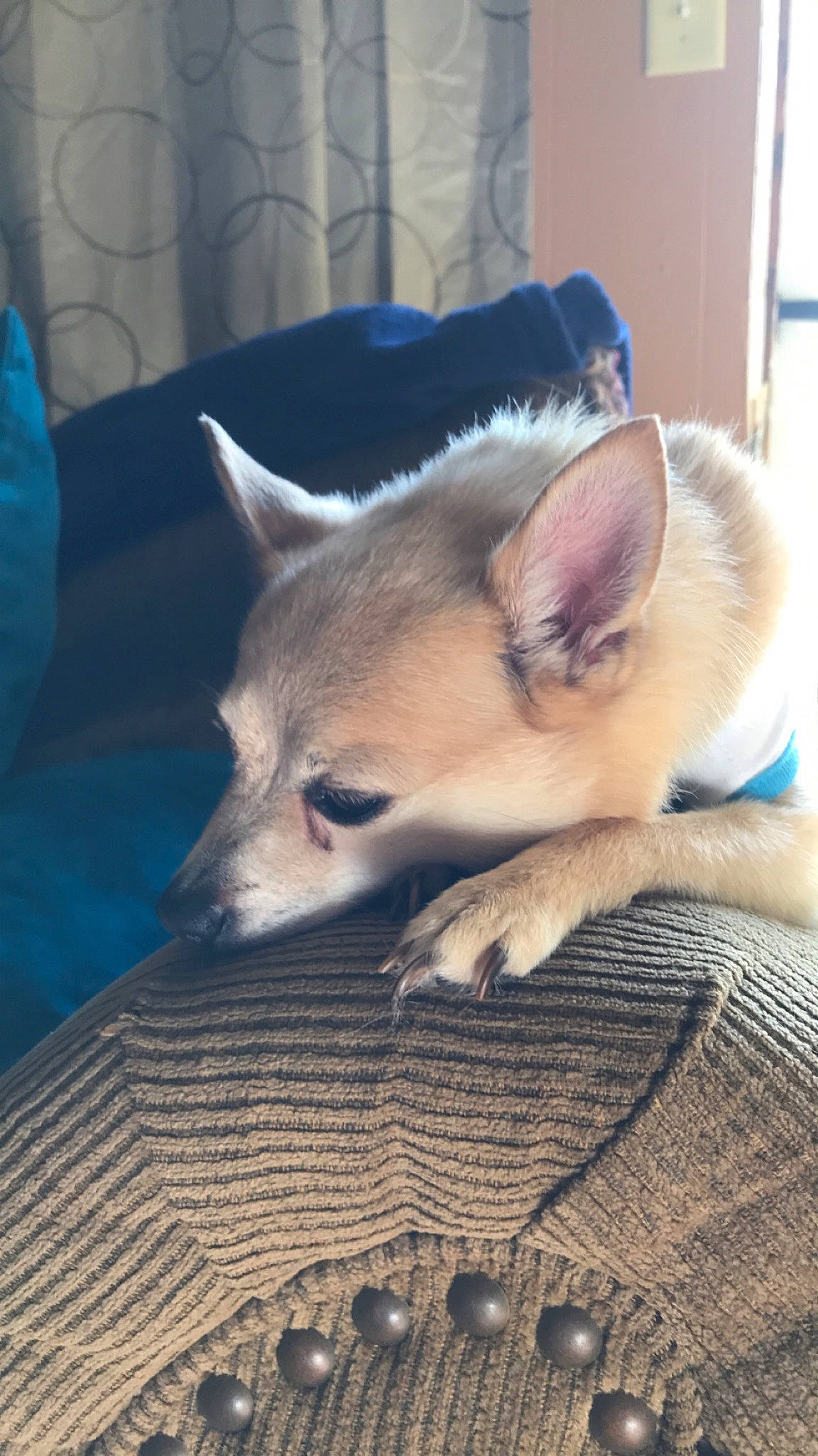 Jasper joined the competition — help win amazing prizes! canidae, carnivore, czechoslovakian_wolfdog, dog, dog_breed, ear, fawn, mammal, nap, non_sporting_group, norwegian_buhund, norwegian_lundehund, nose, puppy, siberian_husky, swedish_vallhund, vertebrate, whiskers, wolfdog