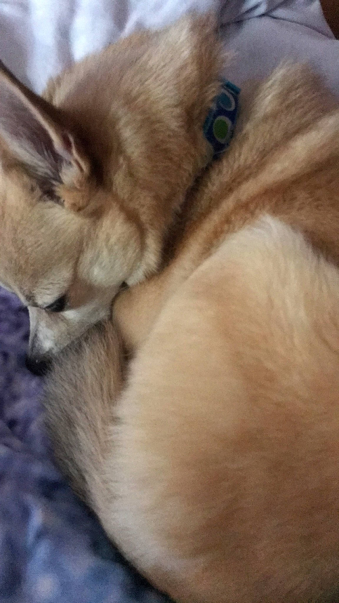 Jasper is registered to the contest to win money with this photo: canidae, carnivore, companion_dog, dog, dog_breed, ear, fawn, fur, mammal, nap, pomeranian, puppy, sleep, snout, whiskers