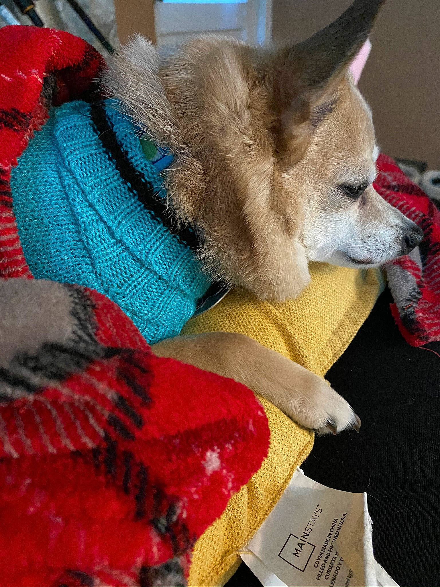 Jasper is registered to the contest to win money with this photo: canidae, carnivore, chihuahua, companion_dog, dog, dog_breed, dog_clothes, fawn, mammal, snout, toy_dog