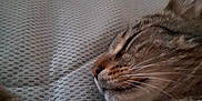 Yoshi a rejoint le concours — aidez-le/la à gagner de superbes lots ! cat, tabby, sleeping, close_up, pet, feline, whiskers, ear, paw, fur, texture, blanket, resting, cozy, indoor, animal, cute, peaceful, soft, relaxation