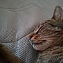 cat, tabby, sleeping, close_up, pet, feline, whiskers, ear, paw, fur, texture, blanket, resting, cozy, indoor, animal, cute, peaceful, soft, relaxation