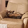 cat, tabby, armchair, leather, indoor, pet, relaxed, feline, striped, fur, paw, sprawled, comfortable, curious, resting, cozy, home, furniture, domestic, animal