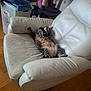 Yoshi participe au concours pour gagner de l'argent avec cette photo : cat, tabby_cat, armchair, white_furniture, relaxing, indoor, cat_tree, laundry_basket, denim_jacket, wooden_floor, pet, sleeping_cat, cozy, furniture, home_interior, domestic_animal, fur, resting, cute, living_room