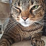 Yoshi participe au concours pour gagner de l'argent avec cette photo : cat, tabby, winking, close_up, whiskers, paw, fur, pet, animal, cute, relaxed, indoor, face, green_eye, sleepy, mammal, adorable, feline, cozy, resting