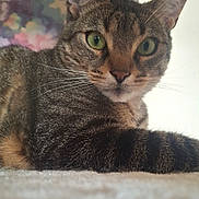 Yoshi participe au concours pour gagner de l'argent avec cette photo : cat, tabby_cat, green_eyes, whiskers, close_up, pet, feline, lounging, indoor, scratching_post, fur, ears, nose, animal, portrait, curious, relaxed, soft_light, background_blur, illustration