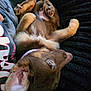 Cinnamon is registered to the contest to win money with this photo: puppy, dog, pet, animal, fur, ears, paws, blanket, black, brown, collar, cute, resting, lying_down, indoor, person, clothing, text_on_clothing, soft_texture, closeup