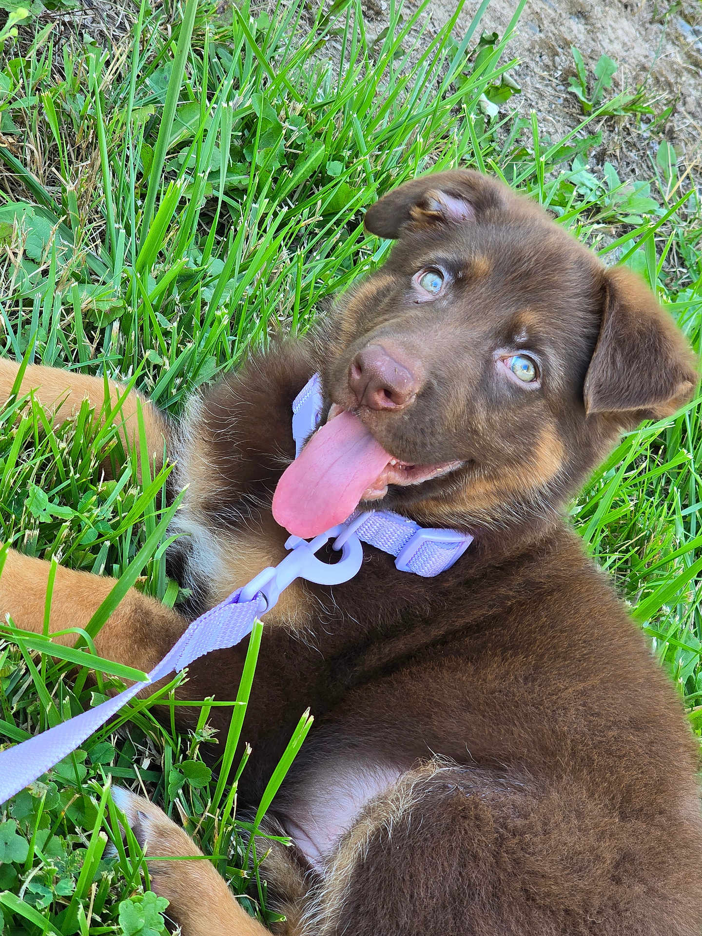 Cinnamon joined the competition — help win amazing prizes! puppy, dog, grass, outdoor, collar, leash, tongue_out, blue_eyes, brown_fur, cute, pet, animal, nature, playful, young_dog, happy, fur, closeup, summer, resting