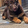 Cinnamon joined the competition — help win amazing prizes! puppy, dog, brown, cute, pet, indoor, floor, carpet, animal, canine, fur, ears, eyes, paw, laying_down, young, looking, home, wooden_floor, curious