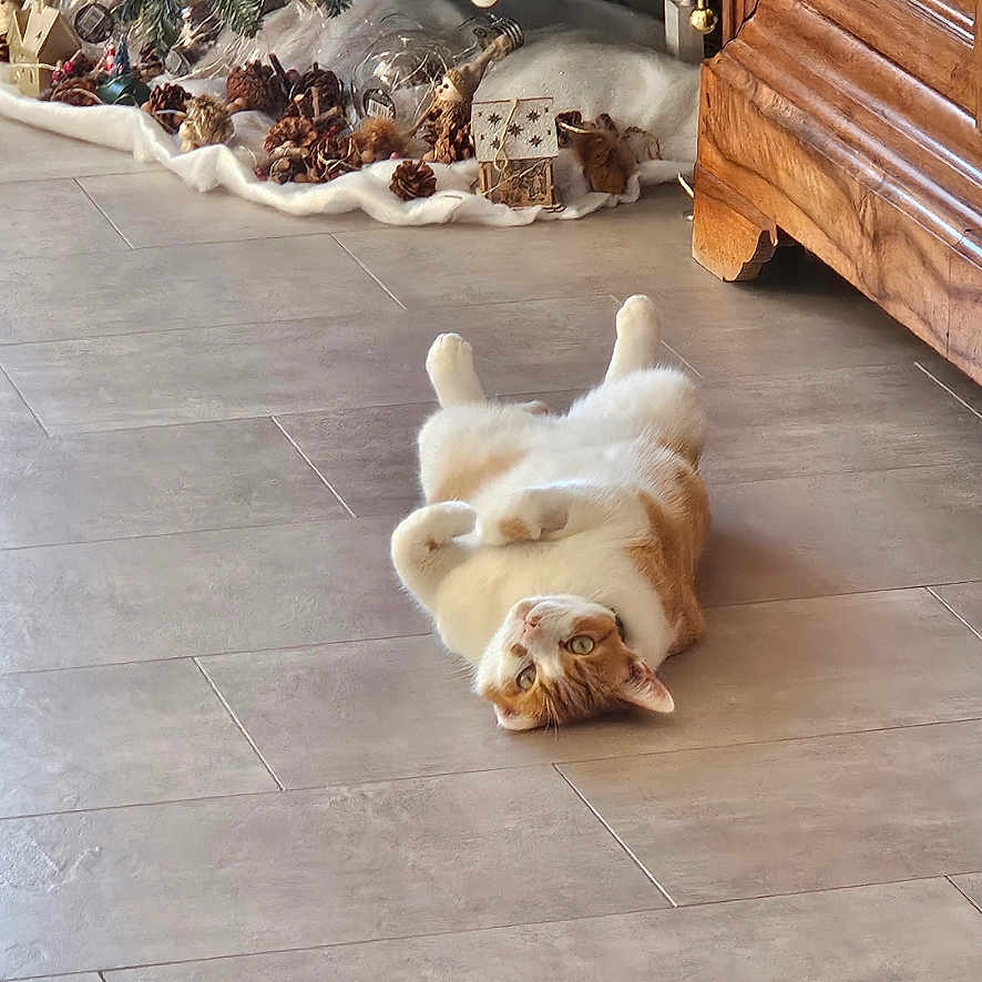 Jack participe au concours pour gagner de l'argent avec cette photo : cat, christmas_tree, cozy, cute, festive, floor, fur, green_eyes, holiday_decor, home, indoor, lying_down, orange, ornaments, pet, pinecones, relaxed, tile, white, wooden_furniture