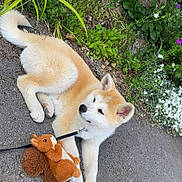 Ahsoka a rejoint le concours — aidez-le/la à gagner de superbes lots ! dog, puppy, plush_toy, squirrel_toy, pavement, greenery, flowers, plants, outdoor, pet, animal, leash, cute, relaxed, fur, sidewalk, nature, garden, resting, small