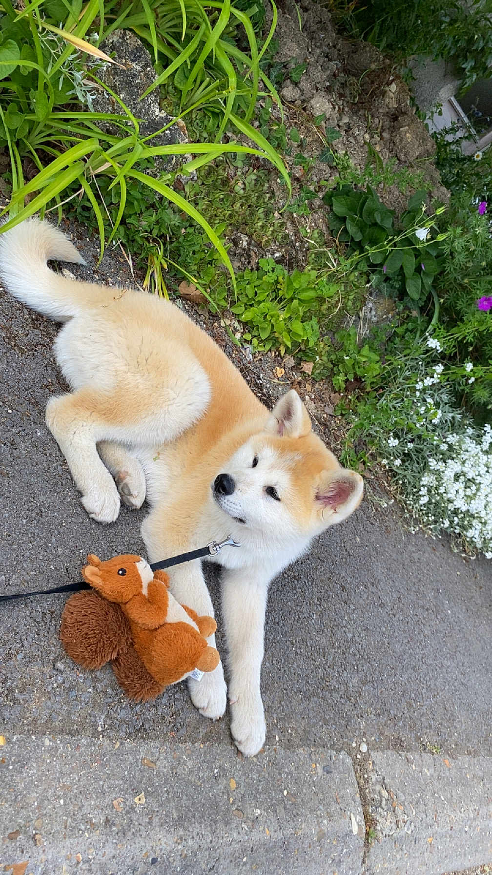 Ahsoka a rejoint le concours — aidez-le/la à gagner de superbes lots ! dog, puppy, plush_toy, squirrel_toy, pavement, greenery, flowers, plants, outdoor, pet, animal, leash, cute, relaxed, fur, sidewalk, nature, garden, resting, small