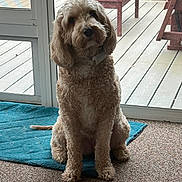 Chloe is registered to the contest to win money with this photo: dog, curly_fur, indoor, blue_rug, glass_door, deck, outdoor_furniture, calm, pet, canine, carpet, collar, sitting, curious, natural_light, home, animal, portrait, furniture, floor