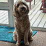 dog, curly_fur, indoor, blue_rug, glass_door, deck, outdoor_furniture, calm, pet, canine, carpet, collar, sitting, curious, natural_light, home, animal, portrait, furniture, floor
