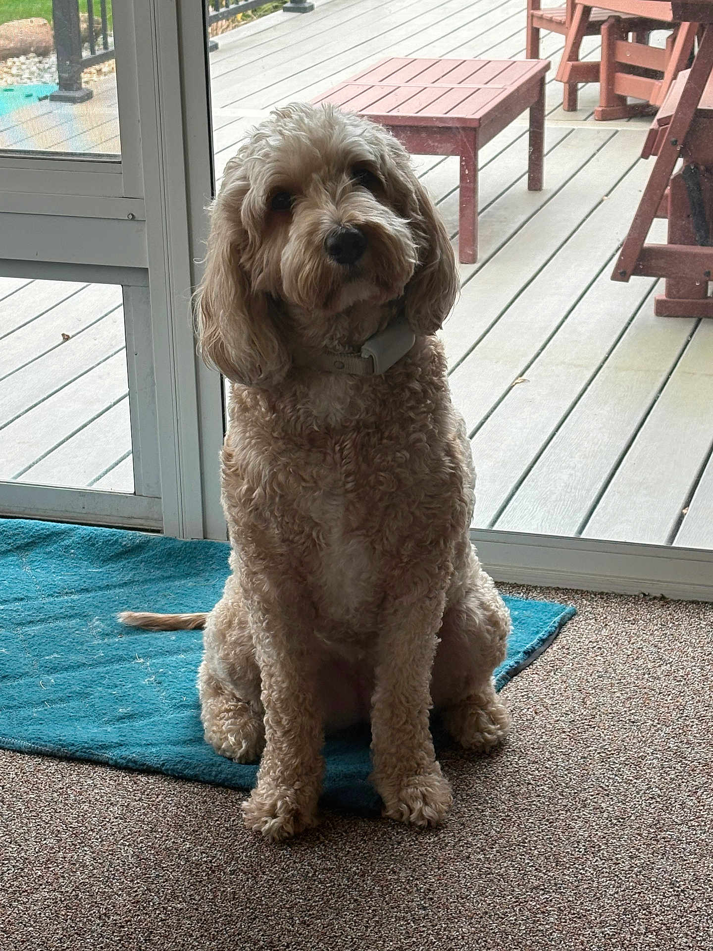 Chloe is registered to the contest to win money with this photo: dog, curly_fur, indoor, blue_rug, glass_door, deck, outdoor_furniture, calm, pet, canine, carpet, collar, sitting, curious, natural_light, home, animal, portrait, furniture, floor