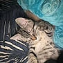 Milo a rejoint le concours — aidez-le/la à gagner de superbes lots ! cat, kitten, sleeping, tabby, bed, blanket, pillow, cozy, fur, cute, pet, animal, resting, indoor, soft, striped, whiskers, relaxed, adorable, nap