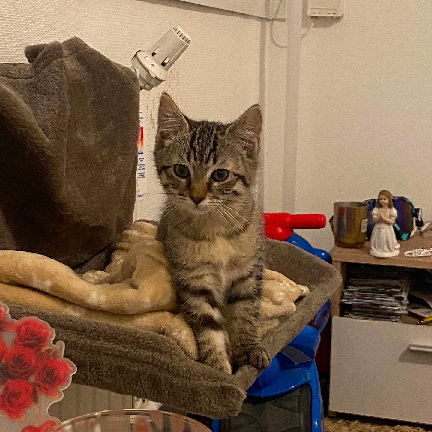 Milo a rejoint le concours — aidez-le/la à gagner de superbes lots ! animal, blanket, cabinet, candle, carpet, cat, cozy, curious, domestic, figurine, furniture, home, indoor, kitten, pet, resting, small, soft, tabby, toy