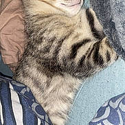 Milo a rejoint le concours — aidez-le/la à gagner de superbes lots ! kitten, tabby, sleeping, cozy, blanket, fabric, fur, cute, pet, resting, indoor, closeup, soft, young, animal, whiskers, ears, relaxing, nap, domestic_cat
