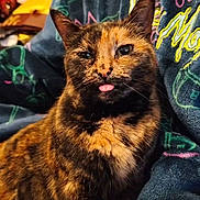 Minette a rejoint le concours — aidez-le/la à gagner de superbes lots ! animal, blanket, cat, closeup, cozy, cute, domestic, ears, feline, fur, indoor, pet, playful, portrait, relaxed, resting, snuggled, tongue_out, tortoiseshell, whiskers