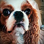 animal, brown_and_white, cavalier_king_charles_spaniel, close_up, companion, curious, curly_fur, cute, dog, domestic_animal, ears, face, fur, indoor, looking, pet, portrait, snout, soft_light, whiskers