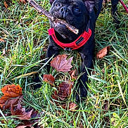 Oslo participe au concours pour gagner de l'argent avec cette photo : autumn, black_dog, canine, close_up, dog, eyes, fallen_leaves, grass, greenery, ground, leaf_litter, mouth, nature, outdoors, pet, playful, portrait, red_harness, snout, stick