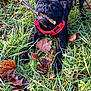 autumn, black_dog, canine, close_up, dog, eyes, fallen_leaves, grass, greenery, ground, leaf_litter, mouth, nature, outdoors, pet, playful, portrait, red_harness, snout, stick