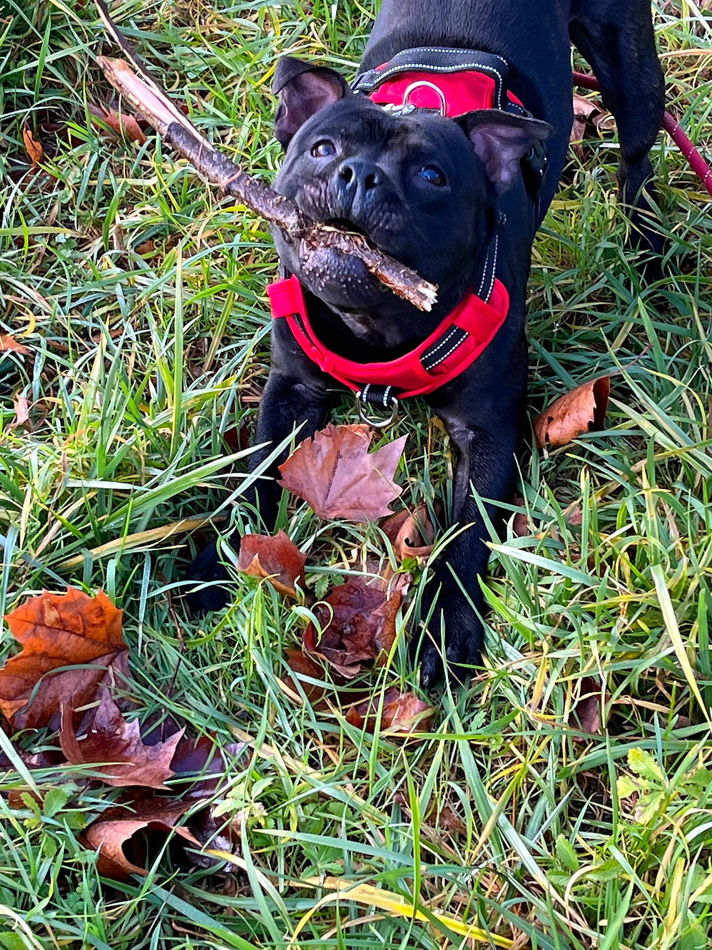 Oslo participe au concours pour gagner de l'argent avec cette photo : autumn, black_dog, canine, close_up, dog, eyes, fallen_leaves, grass, greenery, ground, leaf_litter, mouth, nature, outdoors, pet, playful, portrait, red_harness, snout, stick