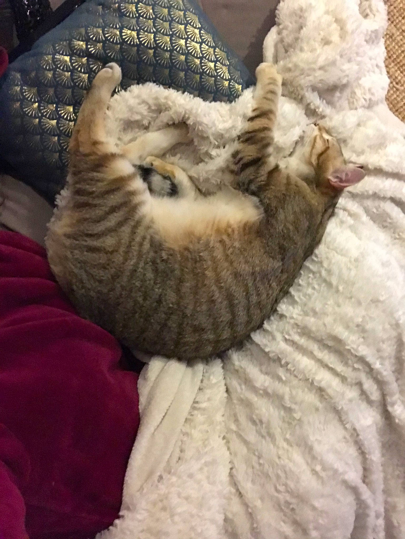 Khéops a rejoint le concours — aidez-le/la à gagner de superbes lots ! carnivore, cat, cornish_rex, devon_rex, european_shorthair, fawn, felidae, fur, german_rex, kitten, nap, sleep, small_to_medium_sized_cats, tabby_cat, tail, whiskers