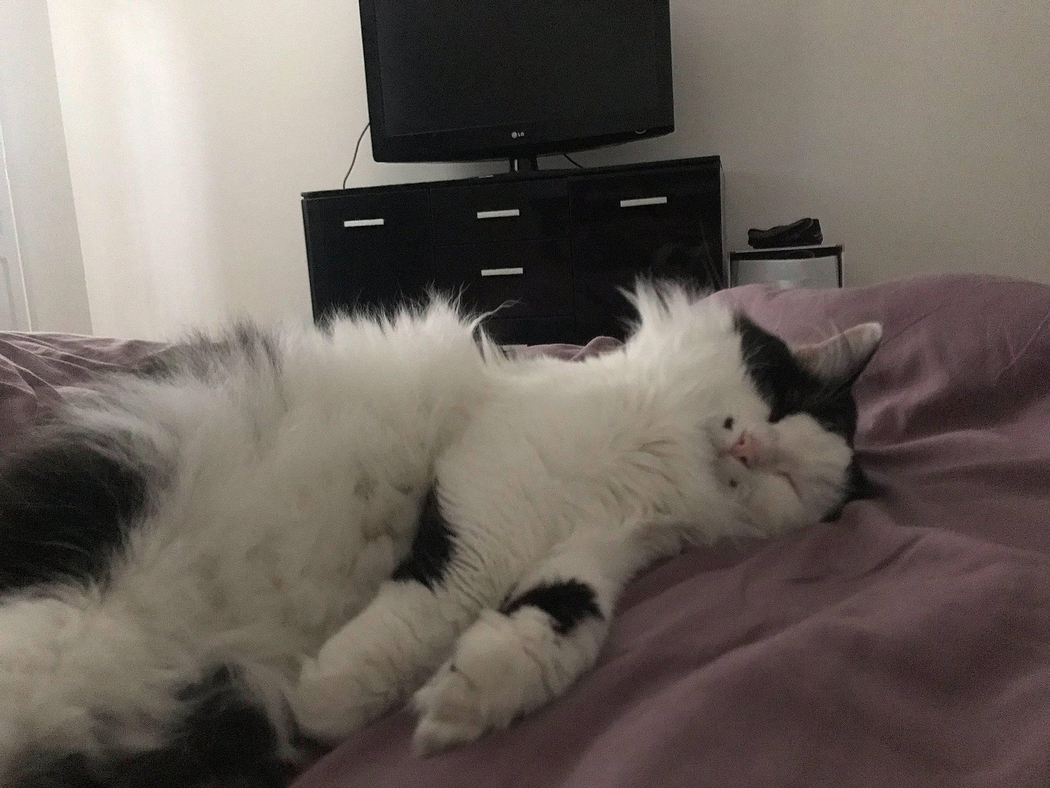 Khéops a rejoint le concours — aidez-le/la à gagner de superbes lots ! carnivore, cat, domestic_long_haired_cat, ear, felidae, fur, furniture, kitten, nap, norwegian_forest_cat, paw, persian, polydactyl_cat, ragamuffin, ragdoll, room, small_to_medium_sized_cats, tail, whiskers