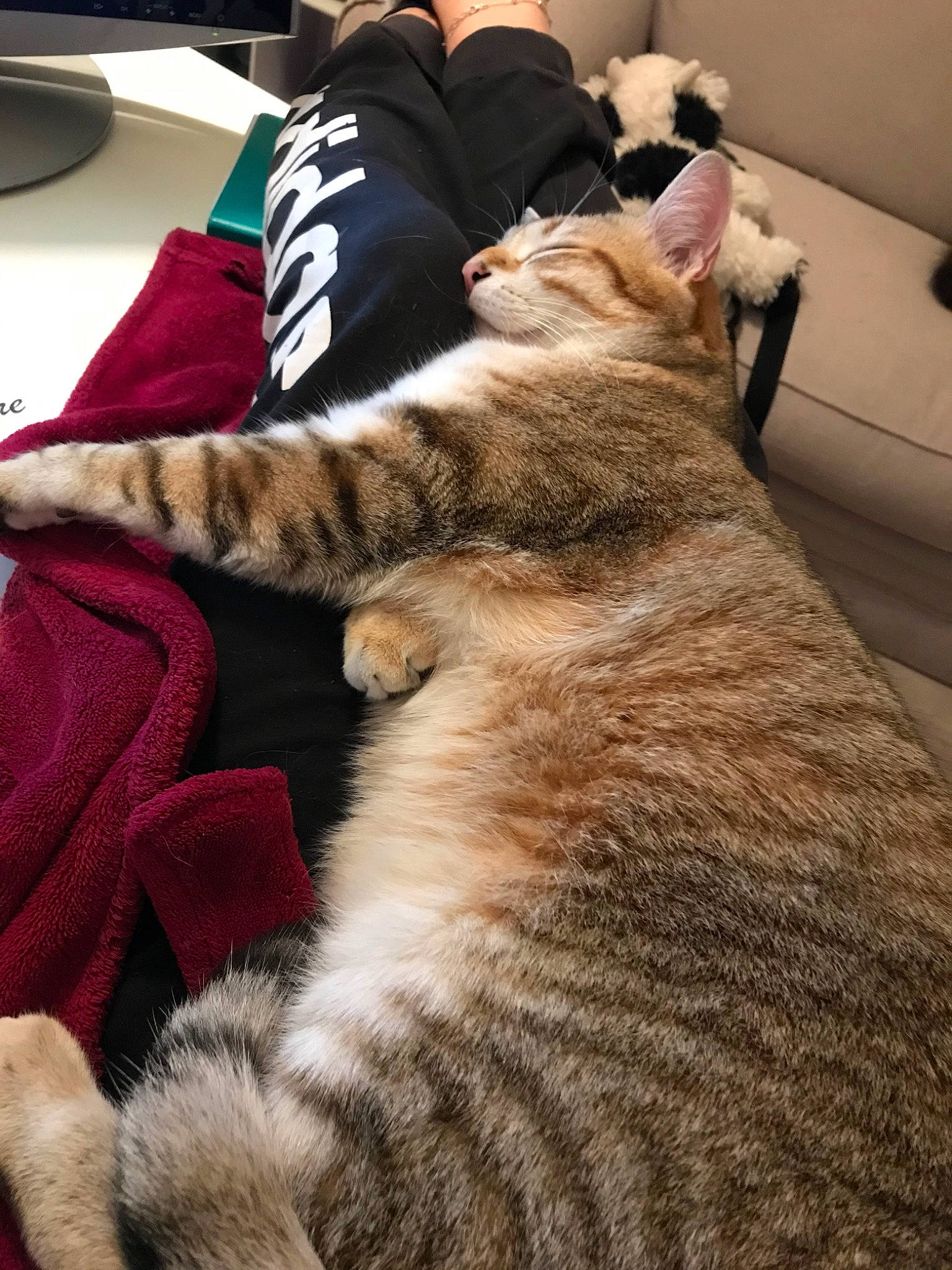 Khéops a rejoint le concours — aidez-le/la à gagner de superbes lots ! american_shorthair, asian, carnivore, cat, domestic_short_haired_cat, dragon_li, ear, european_shorthair, fawn, felidae, fur, kitten, nap, paw, pixie_bob, sleep, small_to_medium_sized_cats, tabby_cat, tail, whiskers