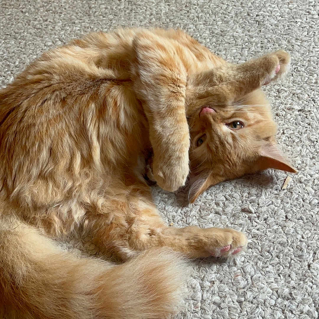 M J joined the competition — help win amazing prizes! animal, carpet, cat, closeup, cozy, curious, cute, feline, fluffy, fur, indoor, lying_down, mammal, orange_tabby, paw, pet, playful, relaxed, tail, whiskers