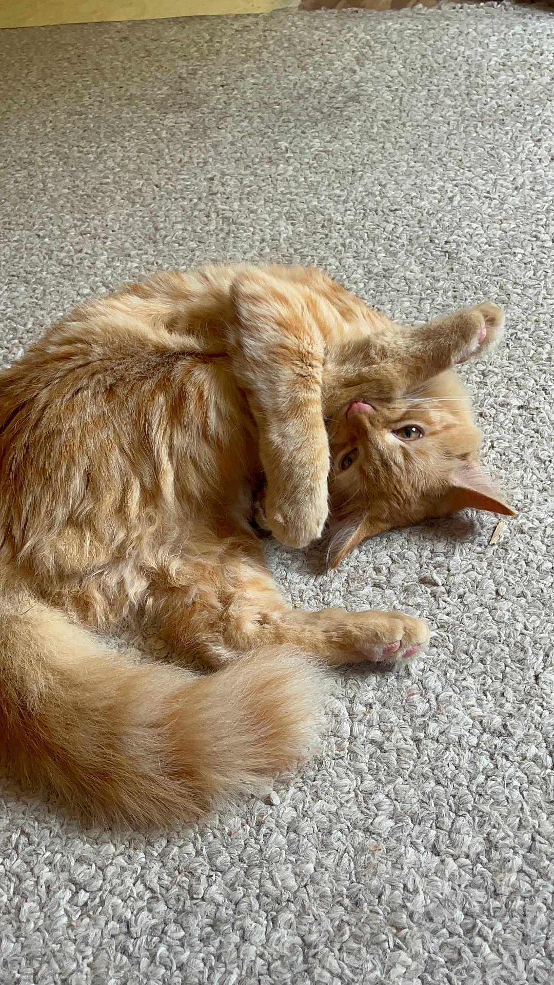 M J joined the competition — help win amazing prizes! cat, orange_tabby, pet, feline, fluffy, carpet, indoor, paw, playful, lying_down, curious, fur, whiskers, tail, relaxed, cute, animal, mammal, closeup, cozy