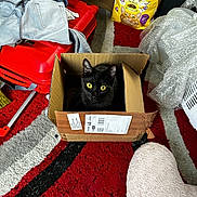 Raven joined the competition — help win amazing prizes! black_cat, cat, cardboard_box, yellow_eyes, red_suitcase, jeans, cat_food, purina_gocat, bubble_wrap, carpet, indoor, pet, feline, curious, cozy, clutter, floor, package_label, household_items, domestic_animal