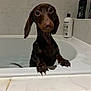 dog, dachshund, puppy, bathtub, bath, water, wet, pet, animal, claws, ears, looking_up, tile, bathroom, white, black, brown, cute, indoor, paw