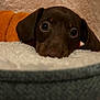 puppy, dog, brown, cute, fluffy, blanket, orange_sweater, resting, cozy, soft, indoor, pet, animal, ears, face, looking, closeup, comfort, warm, young