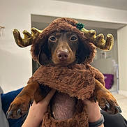 Penny is registered to the contest to win money with this photo: animal, antlers, brown, canine, christmas, closeup, costume, cozy, cute, dog, expression, fluffy, furry, hands, holiday, indoor, pet, portrait, reindeer, small_dog